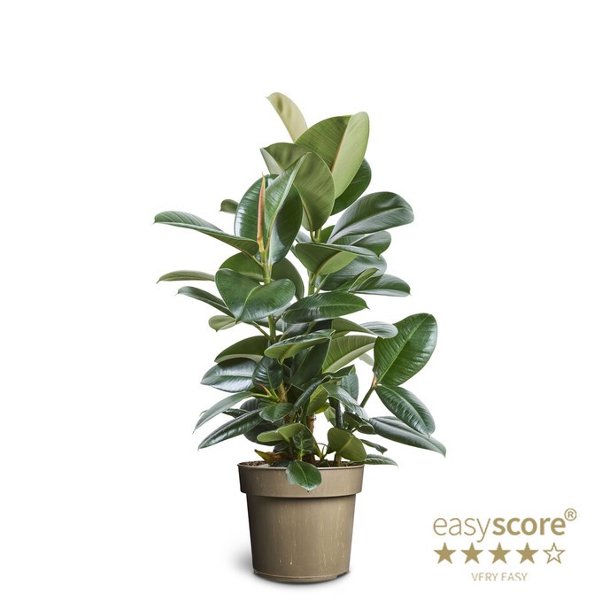 Ficus elastica 'Sofia'  T 24    90 cm