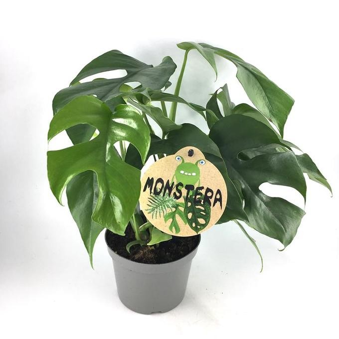 Monstera minima   T 12