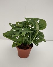 Monstera obliqua T 12