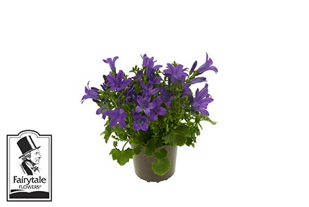 Campanula portenschlagiana 'Get Mee' T 5,5 MINI