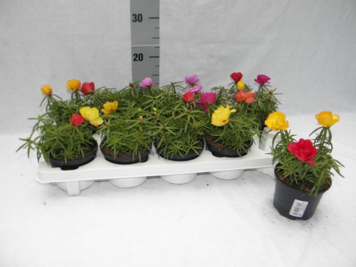 Portulaca grandiflora T 10,5 MIX