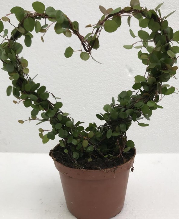 Muehlenbeckia complexa T 12 Herzbogen