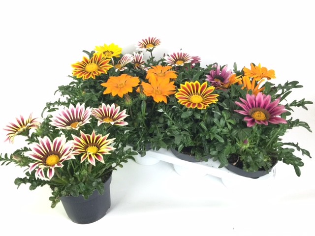 Gazania-Hybriden 'Kiss' T 13 Mix