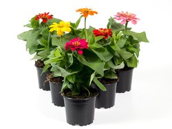 Zinnia elegans T 12 Mix