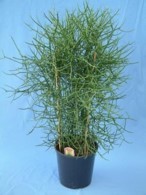 Euphorbia tirucalli   T 26     100 cm