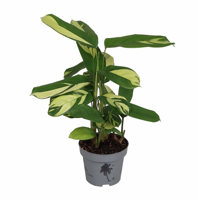 Calathea hybrida   T 12