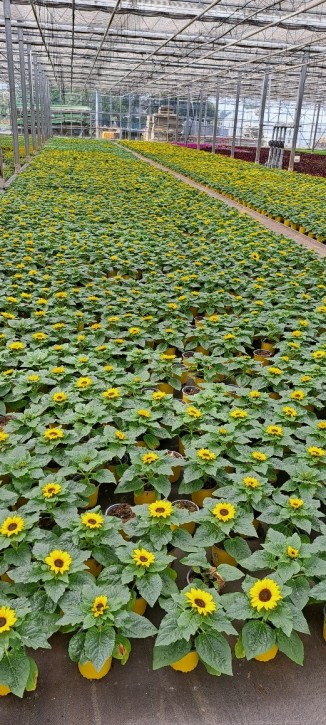 Helianthus annuus T 13
