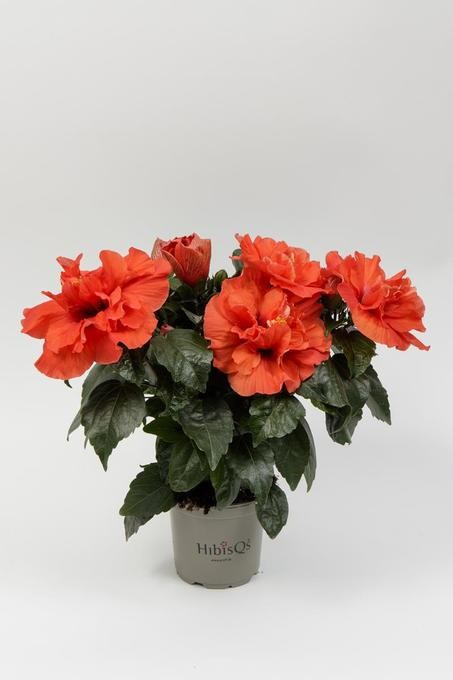 Hibiscus rosa-sinensis T 13 ORANGE
