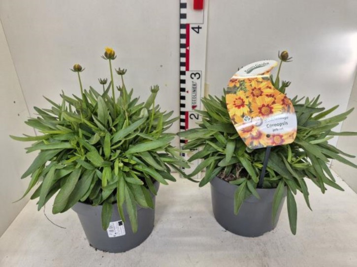 Coreopsis grandiflora 'Sunfire'   T 19