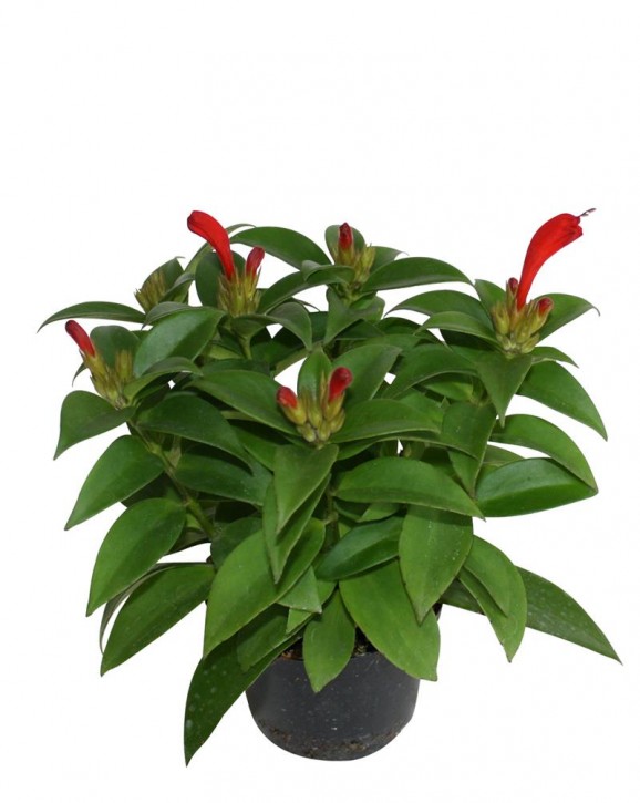 Aeschynanthus radicans 'Carina'   T 11