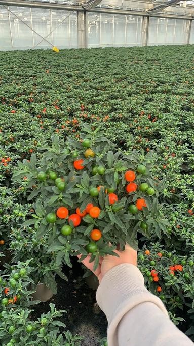 Solanum pseudocapsicum 'Thurino' T 12