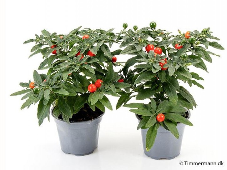 Solanum pseudocapsicum 'Thurino' T 11