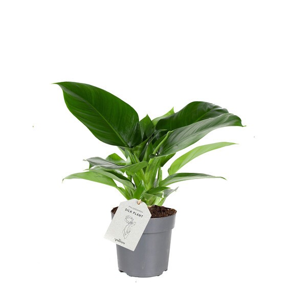 Philodendron  'Imperial Green'   T 11