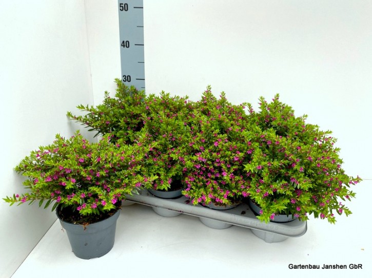 Cuphea hyssopifolia   T 13   ROT/LILA