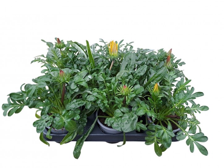Gazania-Hybriden 'Gazoo®'   T 10,5   MIX