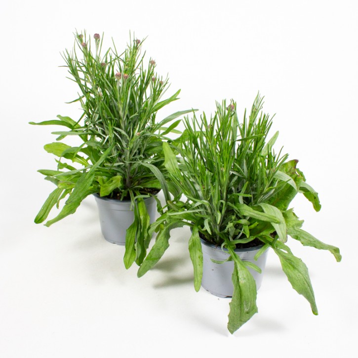 Centaurea cyanus T 13