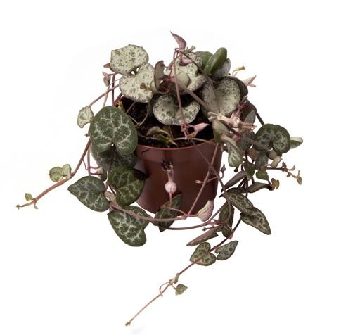 Ceropegia woodii T 6 Mini
