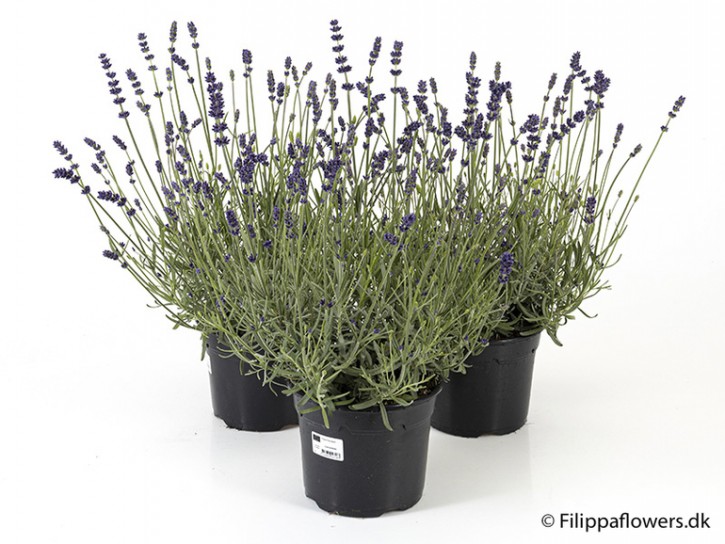 Lavandula angustifolia 'Hidecote' T 17