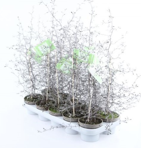 Corokia cotoneaster T 12