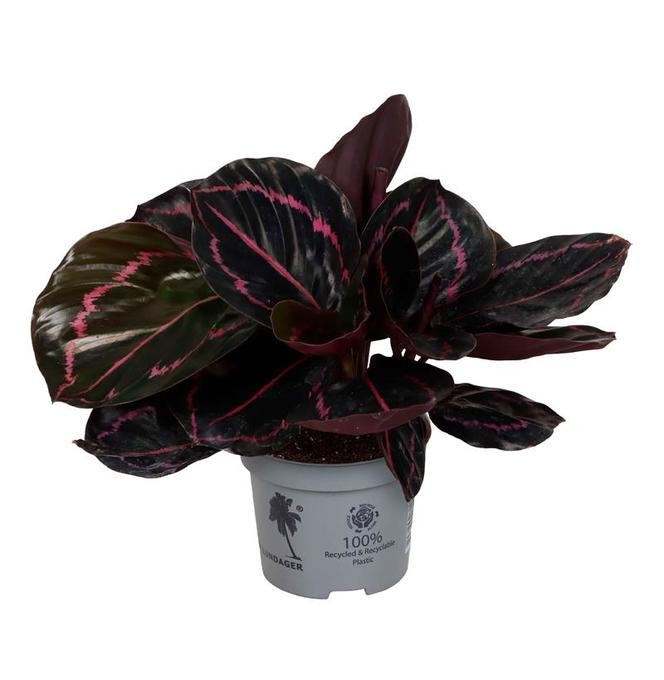 Calathea roseopicta   T 9
