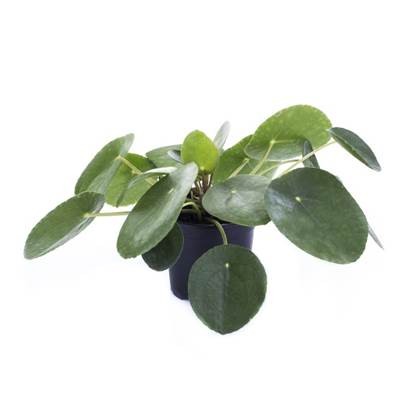 Pilea peperomioides T 11