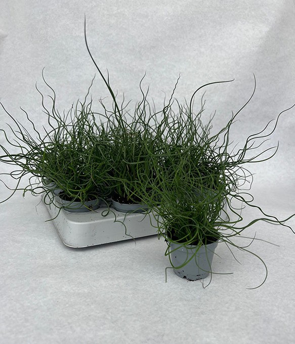 Juncus effusus 'Spiralis'   T 6   MINI