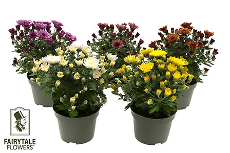 Dendranthema-Grandiflorum-Hybriden T 11,5 (3ppp)
