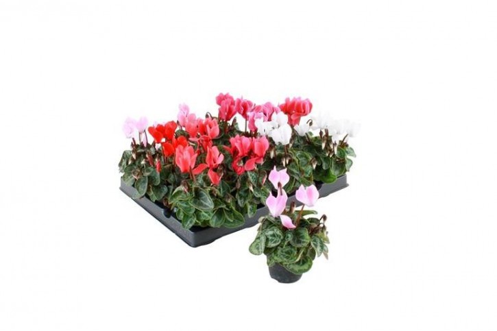 Cyclamen persicum   T 6   Micro   MIX