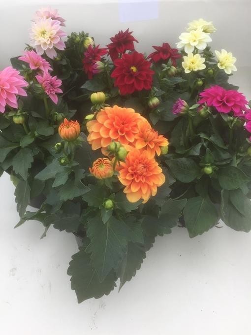 Dahlia-Hybriden 'Dalina Mini' T 13 Mix