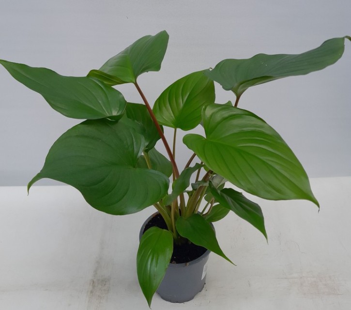 Homaloema rubescens   T 13