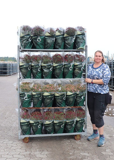 Dendranthema-Grandiflorum-Hybrid   T 19   GardenMums®   MIX-Lage