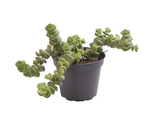 Crassula marnieriana 'Hottentot'  T 6 Mini
