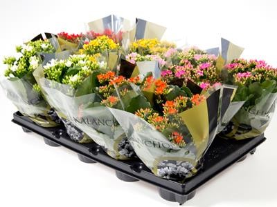 Kalanchoe blossfeldiana T 10,5 Mix