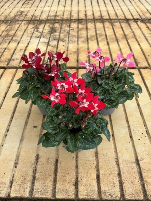 Cyclamen persicum T 12 MIX