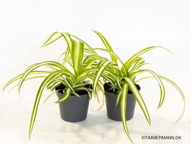 Chlorophytum comosum 'Variegata' T 6   MINI