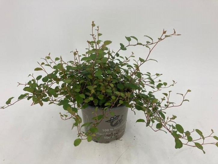 Muehlenbeckia complexa T 10,5