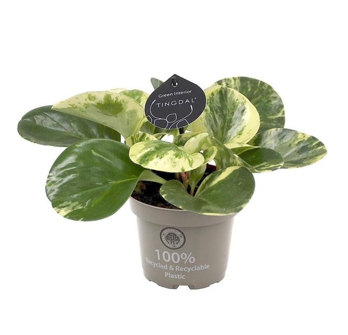 Peperomia obtusifolia 'Green Gold' T 12
