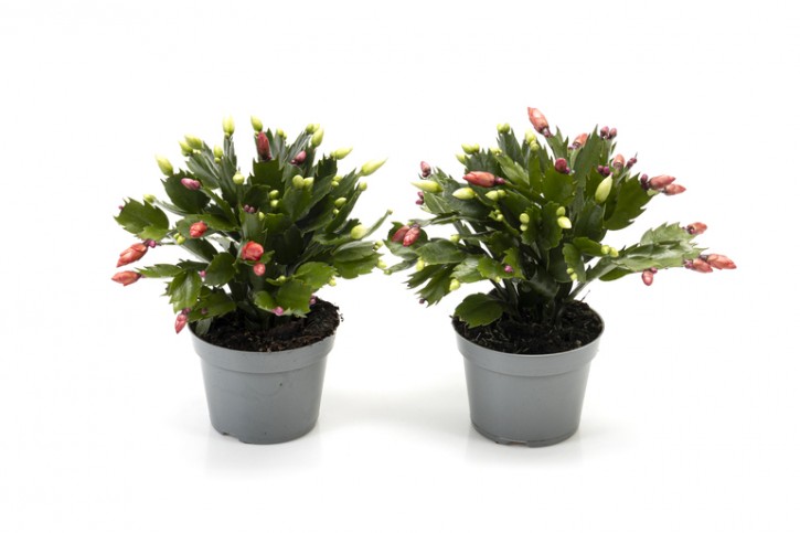 Schlumbergera-Hybriden T 12 DUO