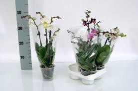 Phalaenopsis-Hybriden   T 9   (4 Triebe)   MIX