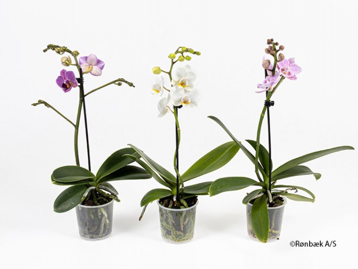 Phalaenopsis-Hybriden   T 9   (1Trieb)   MIX