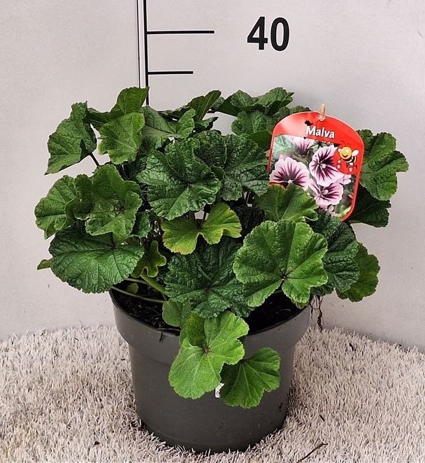Malva sylvestris T 23