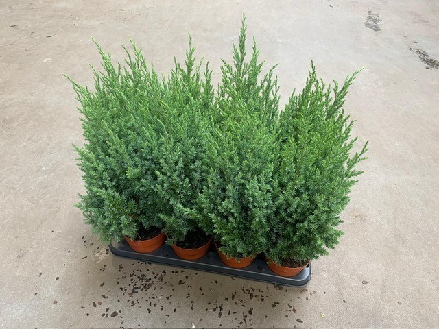 Juniperus chinensis 'Stricta'   T 9