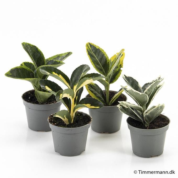 Euonymus japonica   T 6   MINI