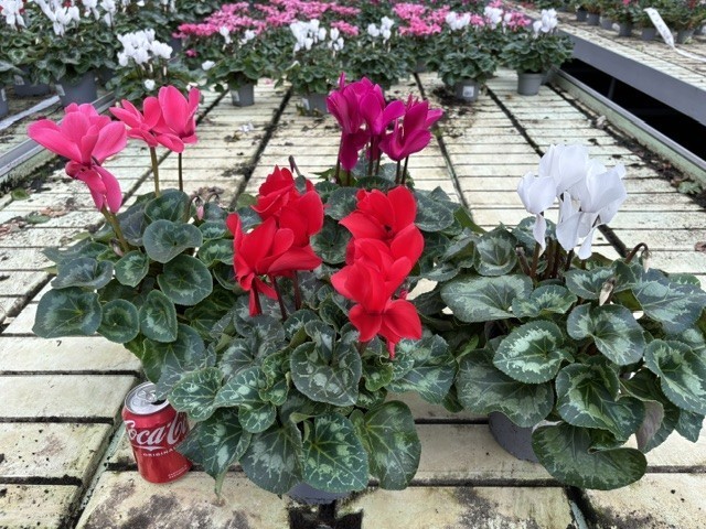 Cyclamen persicum T 17  MIX