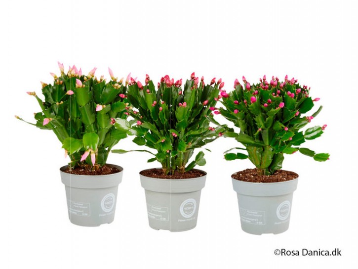 Schlumbergera-Hybriden   T 14   MIX