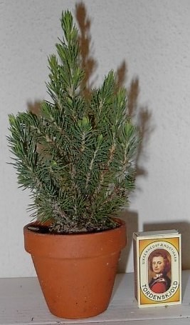 Picea glauca 'Conica' T 8 Tontopf