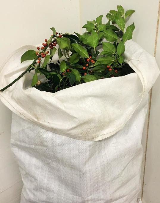 Ilex aquifolium ZWEIGE mit Beeren im 10 kg-Sack