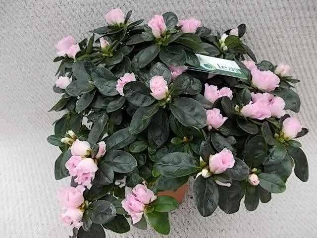 Rhododendron simsii T 15 (27,5 - 30)   ROSA