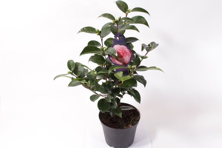 Camellia japonica T 19 'Flame' (rot)
