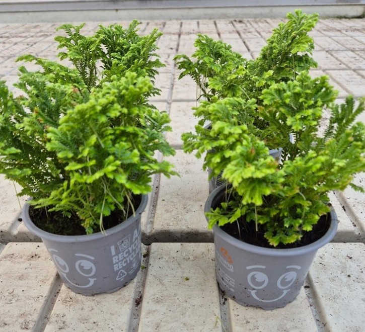 Sellaginella martensii   T 9